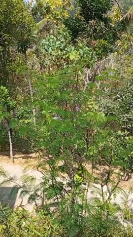 The video shows a dense forest with various types of trees and plants. The sun is shining, creating a bright and vibrant atmosphere. The camera pans slowly across the foliage, capturing the intricate details of the leaves, branches, and the overall lushness of the environment. There are no people or animals visible in the video, nor are there any specific actions or interactions taking place. The focus is purely on the natural beauty and complexity of the forest.