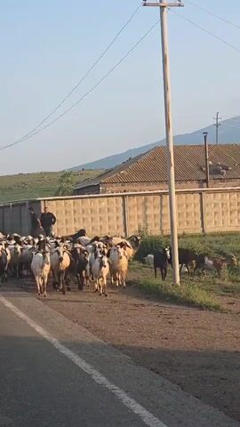 A flock of sheep and goats is walking down a paved road. Two men are visible near the front of the flock. One man is wearing a dark shirt and pants, and the other is wearing a light-colored shirt and dark pants. The flock is moving from left to right in the frame. A utility pole is positioned to the right of the road, and a concrete wall runs along the right side of the road. Beyond the wall, there are buildings and a hillside. The sky is clear and blue. The lighting suggests it is either early morning or late afternoon.