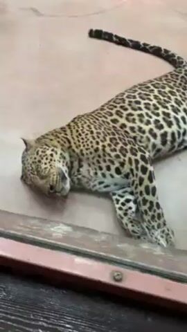 The video shows a leopard lying down on a pinkish-tan floor in what appears to be a zoo or enclosure, separated from the camera by a glass barrier. The leopard is predominantly tan with black spots, typical of its species. It is lying on its side with its head down and eyes closed, suggesting it is resting or sleeping. The leopard's long, spotted tail extends out behind it. The flooring is smooth and flat. The bottom of the frame shows the bottom edge of the glass barrier, framed in a dark brown trim.