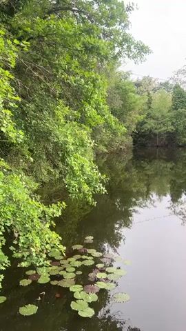 The video pans across a pond with lily pads in the foreground. Dense green trees line the banks of the pond. The sky is overcast. The trees and sky are reflected in the still water. The camera pans right, then back left. A few voices are heard in the background.