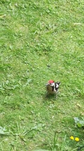 Woodpecker and sparrows active at Rosinka feeders and lawn