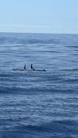 The video shows a relatively calm, open ocean with a clear, blue sky in the background. The water has gentle ripples. Initially, a pair of dark dorsal fins are briefly visible, likely belonging to marine life, before submerging beneath the surface. The scene returns to an undisturbed view of the ocean.