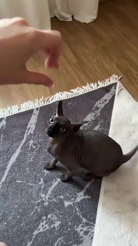 A sphynx cat with dark grey skin and large green eyes is sitting on a rug with a marble pattern. A person's hand is visible in the upper left corner, then moves down towards the cat. The hand gestures and then pets the cat on its head and back. The cat looks up at the hand and appears to be interacting with it. The environment appears to be indoors, with wooden flooring visible.