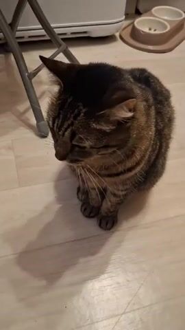 A short video shows a tabby cat sitting on a pale wooden floor. The cat is facing the camera and looking down, then it looks up to face the camera. To the left of the cat is a folding stool with gray legs and a silver frame. In the background are a white floor heater and a tan cat feeding dish with two bowls. The lighting is generally bright. A voice can be heard softly in the background.