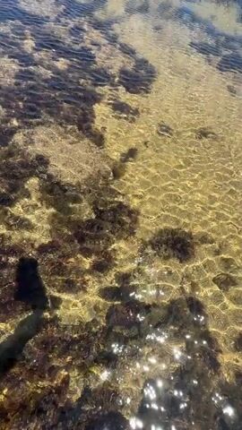 The video shows a low-angle, first-person perspective of a shallow tidal pool. The water is clear, revealing the sandy bottom with patches of dark seaweed and rocks. Sunlight reflects off the rippling surface of the water. In the distance, a coastline with buildings and a clear blue sky can be seen. The camera appears to be moving slowly through the pool.