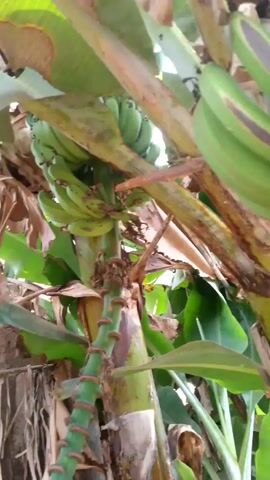 The camera focuses on a banana tree bearing several bunches of green bananas. Some bananas have brown spots. Some of the leaves on the tree are yellowing. The camera pans slightly to give a broader view of the bananas.