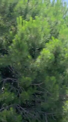A video taken from a moving vehicle shows a blur of green trees and foliage against a bright sky. In the distance, two tall poles with netting between them are visible, suggesting a sports facility or protective barrier. The camera is panning, creating a sense of speed and motion.