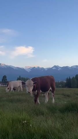 The video shows two cows in a grassy field with mountains in the background. The cow in the foreground is brown and white and facing the camera. The cow in the background is white and grazing. The sky is blue with some clouds.