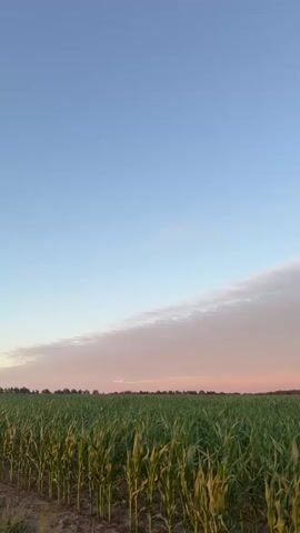 A low-angle, vertical video captures a cornfield under a vast, pale blue sky with a band of soft pink and white clouds near the horizon. The corn stalks are tall and green, densely planted and filling the lower half of the frame. The sun is low, casting a golden light on the upper leaves of the corn, making them appear slightly yellowed. Beyond the cornfield, a line of trees forms a dark, distant horizon. The scene is peaceful and serene, suggesting the quiet beauty of nature at dusk or dawn. There are no people or animals visible in the video.