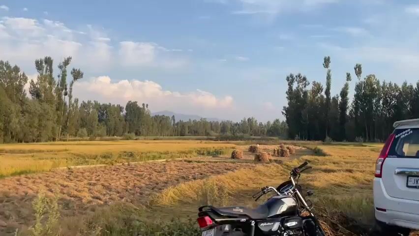The video begins with a close-up of the side of a white car. The car is moving, indicated by the slight blur and the perspective change. The camera then pans to the right, revealing a rural landscape under a partly cloudy sky. In the foreground, there are fields of golden crops, likely rice or wheat, with some scattered piles of hay or straw. A line of tall trees forms a backdrop, with some smaller trees and bushes interspersed. In the distance, mountains can be seen faintly through the haze. The overall impression is of a serene countryside scene, possibly during harvest season.