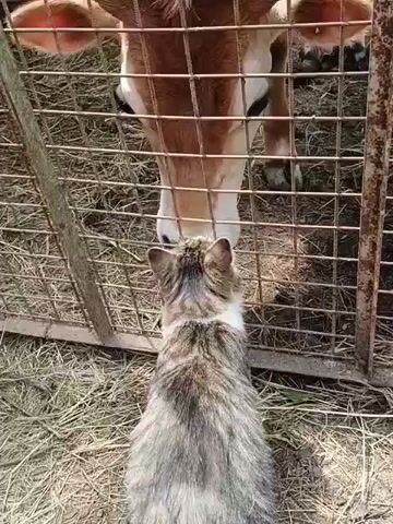 A short video shows a tabby cat interacting with a cow through a fence. The cat is in the foreground, facing away from the camera, and appears to be rubbing its head against the fence. The cow's head is visible through the fence, and it is also facing the cat. The environment appears to be an outdoor enclosure, possibly a farm, with dry grass and hay on the ground. The fence is made of metal mesh. The lighting suggests it is daytime.
