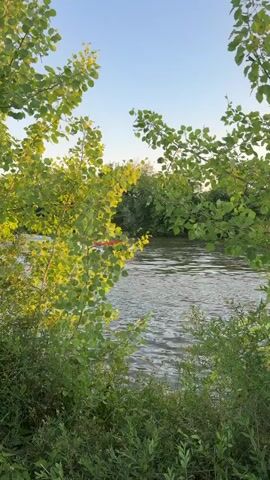 A bright red boat with a white stripe travels right to left across a wide, calm river. The boat has several people on board, some wearing life vests. A flag, possibly red and white, flies from the back of the boat. The boat is creating a white wake behind it, indicating movement. The river is surrounded by lush green trees and foliage on both sides, with the leaves of some branches in the foreground obscuring parts of the view. The sky is clear and blue, suggesting a sunny day. The lighting indicates it could be late afternoon or early evening.