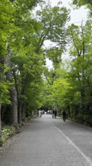 Pedestrians stroll tree-canopied stone pathway in Kyoto