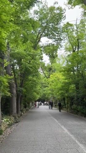 Pedestrians stroll tree-canopied stone pathway in Kyoto