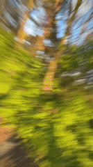 Cyclist rides sunlit forest path in Neerpelt, Belgium