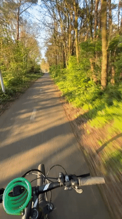 Cyclist rides sunlit forest path in Neerpelt, Belgium
