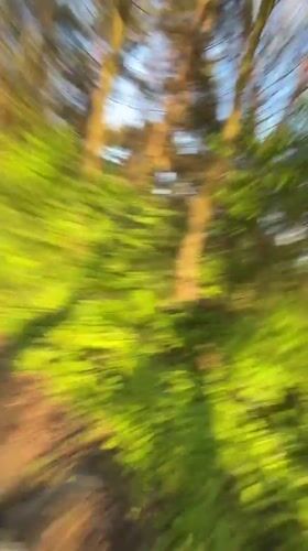 Cyclist rides sunlit forest path in Neerpelt, Belgium