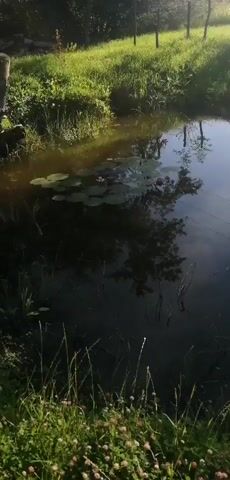 A shot captures a still pond, reflecting the sky and surrounding trees. Lily pads float on the surface, with a few pink blossoms visible. The banks of the pond are overgrown with lush green grass and some clover. In the background, a wooden post and some fencing are present. The lighting suggests it is daytime, possibly late afternoon, with the sun casting long shadows and highlighting the greenery.