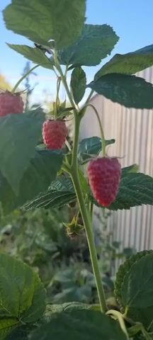 A close-up shot focuses on a raspberry bush with two ripe red raspberries hanging from its stem. The raspberries are in the foreground, with lush green leaves surrounding them. In the background, a light-colored wooden fence and some greenery are visible. A hand with fingers extended reaches into the frame and gently touches the raspberry. The sun is shining, casting a soft glow on the scene.