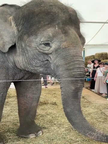 A medium shot captures an elephant in a barn or tent, with hay on the ground. The elephant's trunk extends towards the right. In the background, several people are standing behind a rope barrier, observing the elephant. Some people are wearing hats. The lighting is bright and appears to be natural or from overhead sources.