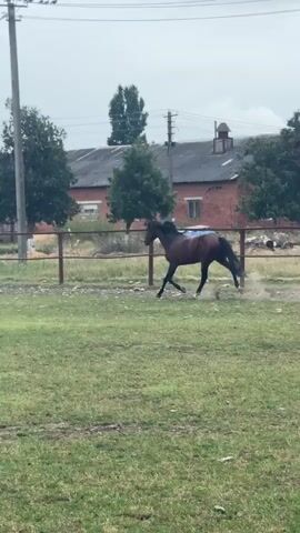 A brown horse trots in a fenced enclosure. Behind the enclosure, there is a paved area with a building, trees, a utility pole with wires, and a vehicle. The ground within the enclosure is covered with green grass.