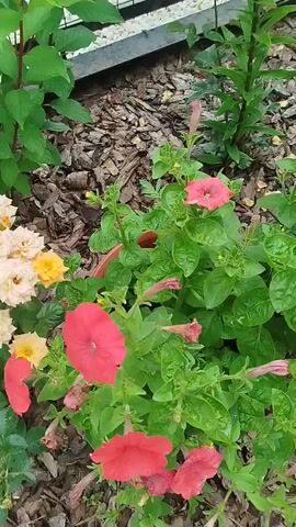 This video showcases a garden in Nizhnyaya Makhtama, Russia. The scene features various flowering plants, primarily roses and petunias, in bloom. The roses are a mix of soft peach and yellow hues, with some in full bloom and others as buds. The petunias are a vibrant pink and red. The garden bed is mulched with wood chips, and a light grey corrugated metal fence serves as a backdrop. The foliage is lush and green, indicating a warm season. The lighting suggests it is daytime, possibly morning or late afternoon, with soft, diffused light. There is no visible text within the video. The overall impression is one of a well-maintained and blooming garden.