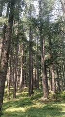 Morning forest scenes documented across Himachal Pradesh mountain region