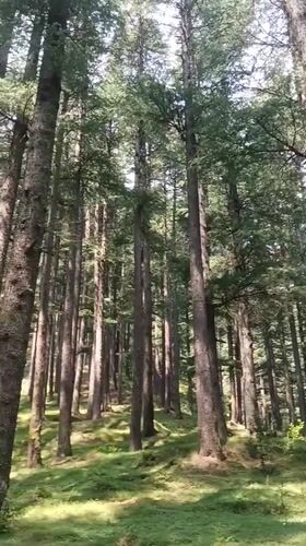 Morning forest scenes documented across Himachal Pradesh mountain region
