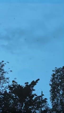 The video shows a view of the sky through trees. The sky is a light blue color with some clouds. There are many small, dark dots in the sky, which may be insects or other small objects. The trees are silhouetted against the sky and there is an electrical pole visible. The video is steady and does not appear to have any people or animals visible within the scene.