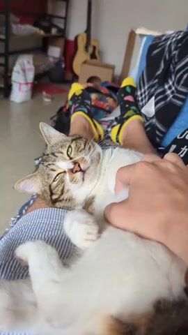 A close-up shot shows a tabby and white cat lying on a person's lap, who is gently petting the cat's belly. The cat appears relaxed and content, with its eyes partially closed and a serene expression. The person petting the cat has fair skin, and is wearing a striped blue and white shirt. The person's legs are visible in the background, clad in blue pants and socks featuring yellow accents. The surrounding environment includes a tiled floor and, further in the background, a guitar, a ladder shelf, and other household items. The overall lighting in the scene is bright and natural.