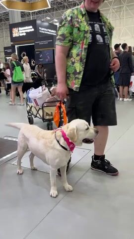 A light-colored Labrador Retriever, wearing a pink bandana, stands on a gray tiled floor, looking towards the right. The dog is positioned in front of a person wearing camouflage shorts and a brightly colored tropical-print shirt. The person is holding a leash attached to the dog's collar. Behind the dog and person is a wheeled cart filled with various bags and items. In the background, there are other people and booths, suggesting an indoor event or exhibition. The environment appears to be a large, open space with high ceilings.