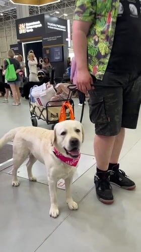 Indoor dog show in Zelenaya Roshcha draws a range of breeds