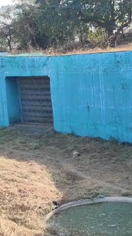Here is a description of the video:

The video shows a zoo enclosure with a bright blue concrete wall and a barred gate. In front of the wall, there is dry grass and a small, murky pool of water. A leopard is visible lying down on the grass near the wall. Trees are visible in the background. There is a conversation audible, where someone points out the leopard and says it is outside the cage.