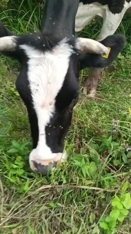 The video shows a close-up of a black and white cow grazing in a grassy field. The cow's head is down, eating the grass, and its face is visible. Numerous small insects, likely flies, are seen on the cow's face and body. The surrounding environment appears to be a natural outdoor setting with green grass and some vegetation. The focus is on the cow's head and its interaction with the grass and insects.