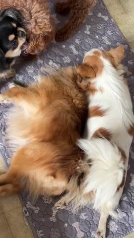 The video shows a top-down view of four dogs lying on a gray blanket with a bone pattern. On the left, a fluffy orange and white dog is lying on its back with its legs in the air. Next to it, a smaller white and tan dog is lying on its side, facing away from the camera. Behind these two dogs, a large fluffy brown dog is also lying on its side. In the upper left corner, a small black and tan dog is partially visible, lying on its side. The dogs appear to be sleeping or resting. The lighting is soft and natural, suggesting an indoor environment.