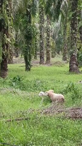 The video shows a pair of goats in a grassy area surrounded by palm trees. The goats are interacting, with one appearing to nuzzle the other. The environment is lush and green, suggesting a natural or agricultural setting. The lighting is somewhat dim, possibly indicating an overcast day or early morning/late evening.