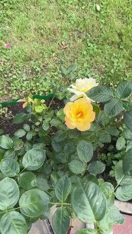 A close-up video shows two roses in a garden. The foreground rose is a vibrant yellow with hints of orange at its center. Behind it, slightly out of focus, is a pale yellow rose. The roses are surrounded by lush green leaves and stems. The background is a blur of green grass and soil. The video appears to be shot from a slightly elevated angle, looking down at the flowers.