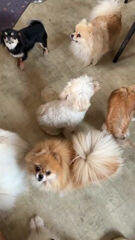 A group of small dogs are on a linoleum floor. A black and tan chihuahua stands on its hind legs reaching up towards a white dog. A fluffy tan pomeranian stands to the right of the chihuahua. Another fluffy tan pomeranian is in the foreground facing the camera. A white fluffy dog sits to the left of the pomeranian in the foreground. A wavy orange-brown dog is partially visible on the right side of the frame. The white dog is standing over the chihuahua, who is on its back.