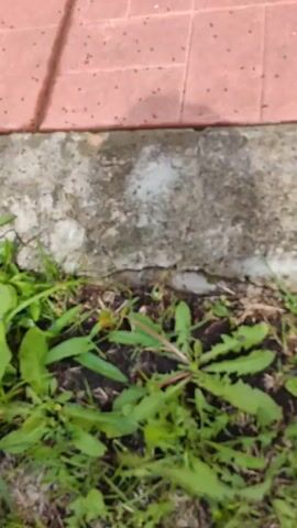 The video shows a ground-level view of ants moving along the edge of a concrete slab. The concrete is cracked and weathered, bordered by pinkish-red tiles on one side and green grass and dirt on the other. Numerous ants are visible on both the tiles and the concrete, appearing to be in motion. The lighting suggests it is daytime. The focus is on the ants and their environment.