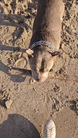 This media file captures a dog playing on a sandy surface, likely a beach given the presence of sand and footprints. The dog, a pit bull breed, is the central subject. It's wearing a silver chain collar. The dog is seen interacting with a stick, picking it up and moving around with it. In some frames, a person's legs and feet, wearing white sneakers and light-colored pants, are visible in the foreground, indicating the presence of a human companion.

The setting is outdoors on a sandy area. The lighting suggests it's daytime, possibly late afternoon or early morning due to the long shadows cast by the dog and the person. The weather appears to be clear and sunny. The dog exhibits playful behavior, indicated by its interaction with the stick and its movements. There are no visible signs of distress or negative emotions from the dog.

The location context provided is Leninsky, Russia, which, combined with the sandy environment, points to a possible coastal or riverside area in that region. The media is a short, dynamic sequence of video clips, showing the dog from different angles as it plays. No text is visible in the frames.