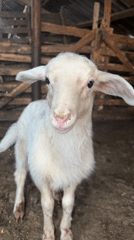 Newborn lamb in a rural Bulgarian barn