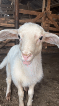 Newborn lamb in a rural Bulgarian barn