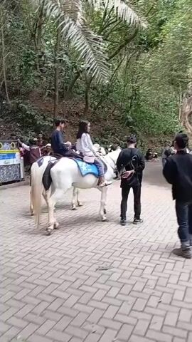 Two white horses are standing side-by-side on a paved pathway. A young girl wearing a white shirt is sitting on the back of the horse on the left, and a person wearing a dark blue shirt is sitting on the back of the same horse, behind the girl. A person wearing a black shirt is walking beside the horse on the right, holding its reins. Several other people are standing and walking around the horses, some of whom are observing the scene. The pathway is bordered by lush green foliage, including trees and palm leaves, suggesting an outdoor, possibly park-like or natural environment. The lighting indicates it is daytime.