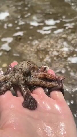 A human hand holds a small octopus near a body of water. The octopus has eight arms, each with suckers. It is brown and has a mottled pattern. The hand is wet and the octopus is also moist. The water in the background is shallow and rocky with some white foam. The octopus appears to be alive and moving. A small white shell is visible on the octopus's head.