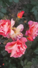 Garden flowers, cat, and beer documented in evening recordings