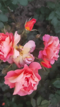 Garden flowers, cat, and beer documented in evening recordings