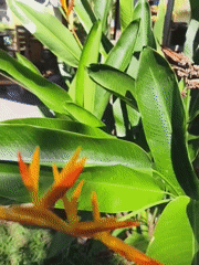 Tropical garden scenes captured in early morning Indonesia