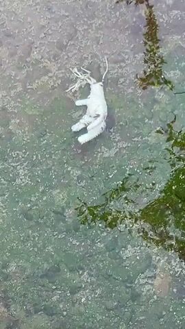 A white, glove-like object, possibly a deflated rubber glove or similar plastic item, floats in shallow, clear water. The water's surface reflects green foliage from nearby trees or bushes, indicating an outdoor setting. The bottom of the water body, which might be a pond, stream, or artificial basin, is visible and appears covered with small, light-colored pebbles or sediment, interspersed with green algae. A concrete edge is visible in the lower-left corner of the frame.

Multiple voices are heard speaking in Bulgarian in the background. One person says "Пробуй го" (Try it), and another responds with "Можеш го" (You can do it), suggesting a discussion about interacting with the floating object. Another voice mentions "крак" (leg or foot), possibly commenting on the object's shape or perceived resemblance. The scene is captured during the daytime with natural light. The location is Trapishte, Bulgaria. No text is visible in the video.