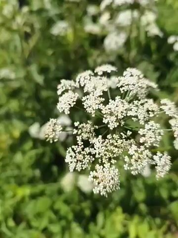 This is a close-up video of delicate white flowers blooming amidst lush green foliage. The flowers, appearing to be clusters of tiny white florets, are the primary subject, with their intricate patterns and soft texture being highlighted. The background is a soft blur of green leaves and other white flowers, suggesting a natural outdoor setting. The lighting indicates it's a bright, sunny day, possibly late morning or early afternoon, given the quality of the light and shadows. There is no visible text in the video. The scene is peaceful and serene, focusing on the natural beauty of the flowers in bloom. The overall impression is one of tranquility and the vibrant life of a summer garden or meadow.