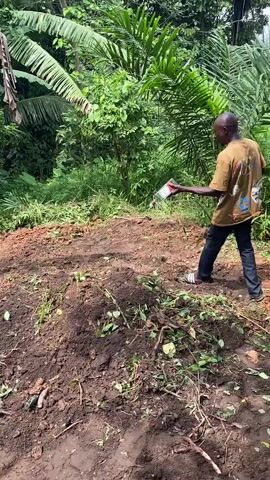 A man in a tan t-shirt and dark pants is scattering fertilizer on a mound of dirt in a lush, green forest. He is holding a white and red container and is in the process of throwing its contents onto the ground. To the left of the frame, another person, partially visible, appears to be observing. The environment is characterized by dense vegetation, including large-leafed plants and palm trees, suggesting a tropical or subtropical setting. The ground is composed of rich, dark soil. The lighting indicates it is daytime, with sunlight filtering through the foliage.